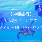 宮古島でウミガメとシュノーケリング体験
