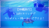 宮古島でウミガメとシュノーケリング体験
