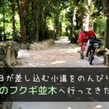 沖縄にある備瀬のフクギ並木へ行ってきた。