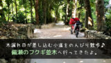 沖縄にある備瀬のフクギ並木へ行ってきた。