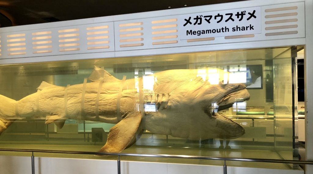 メガマウスザメの標本