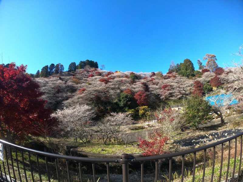 桜と紅葉　GoPro撮影
