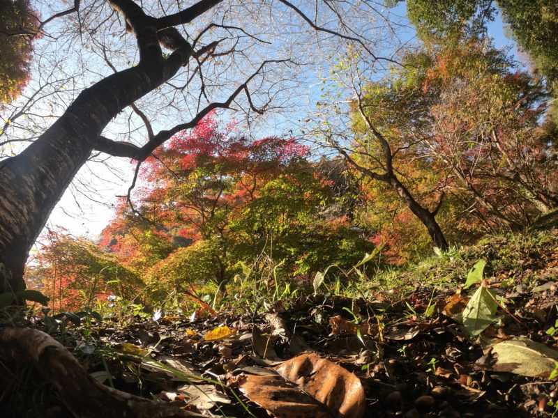 GoProで撮影した紅葉